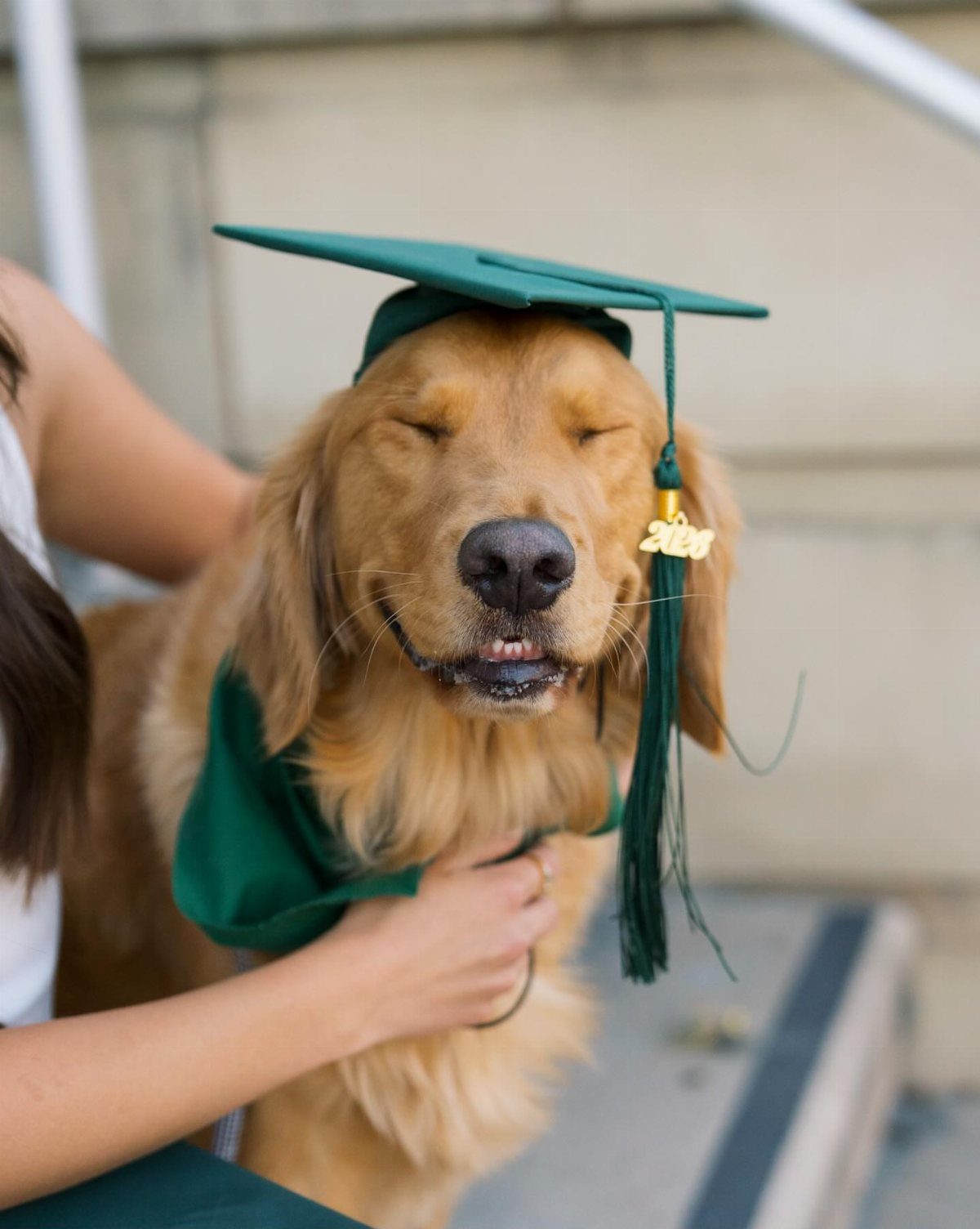Golden retriever wearing a green graduation cap and gown with eyes closed happily.